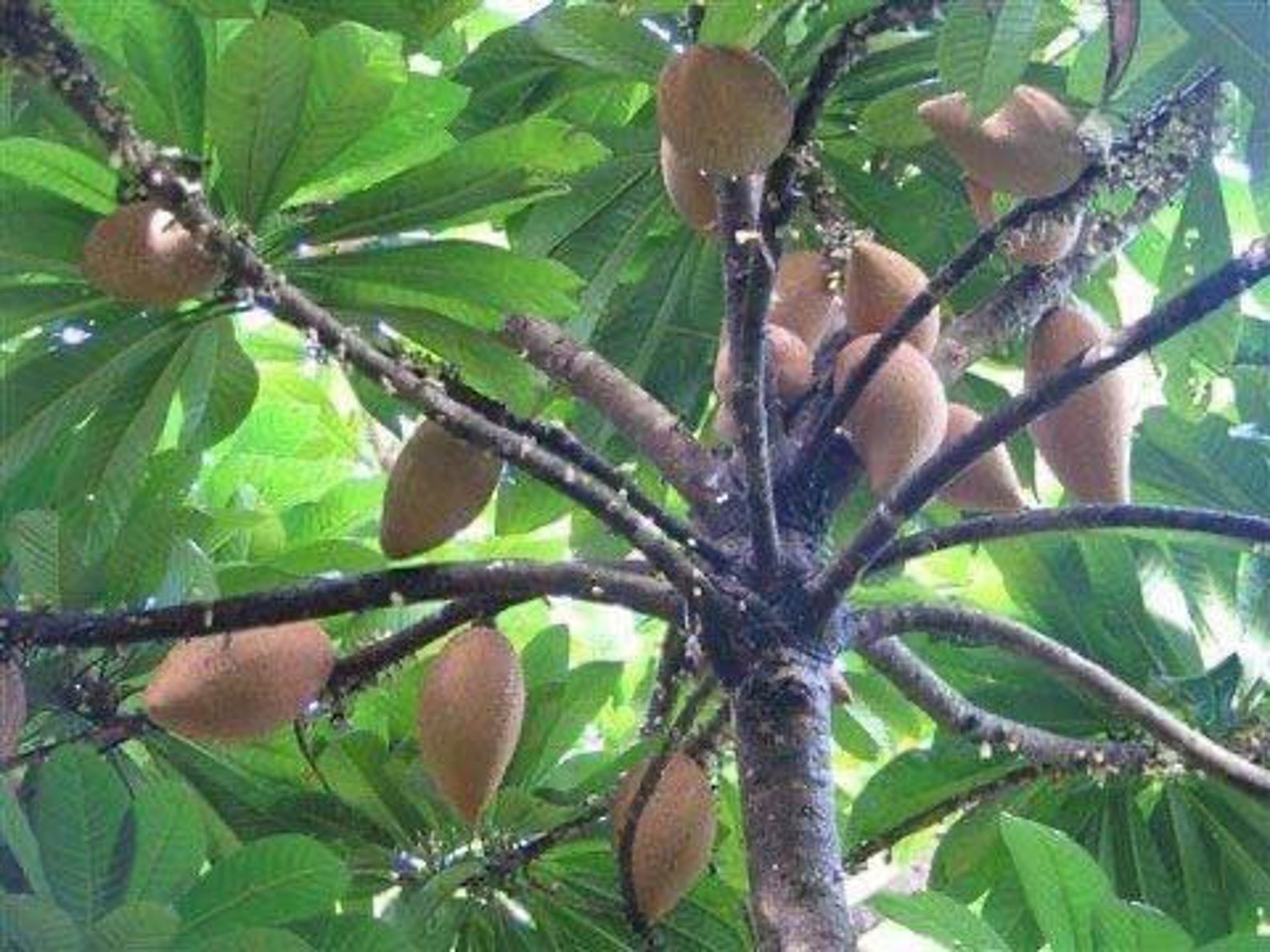 Mamey Zapote pouteria Sapota Live Fruit Tree 10 Inch to 2 Etsy