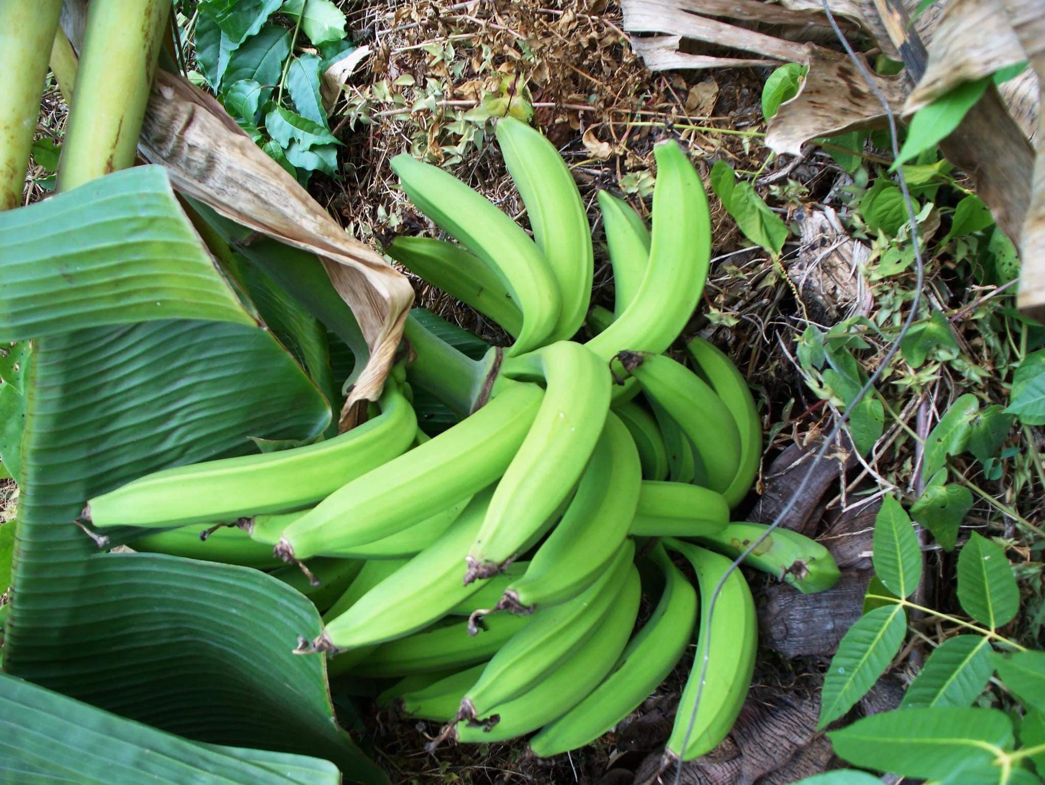 2x Plants Plantain Plant musa Paradisiaca plátano Live Etsy