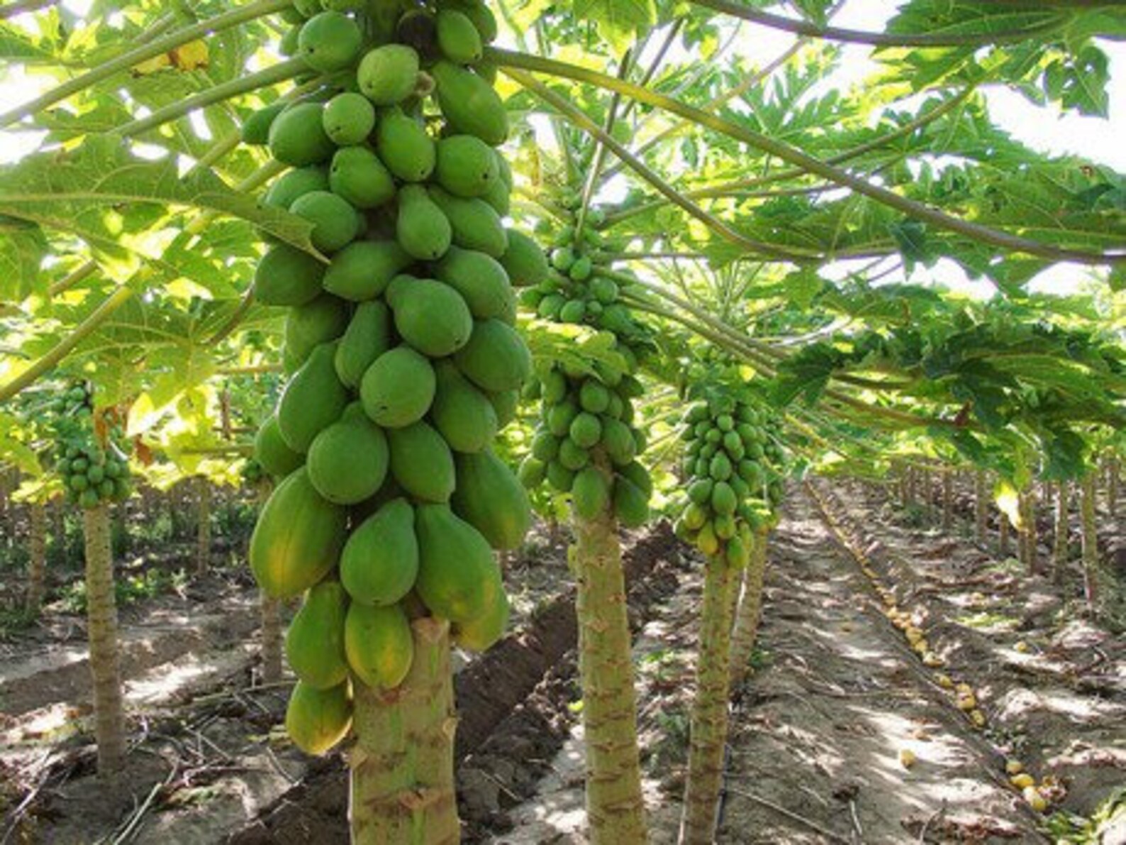 Papaya Live Fruit Tree 10in to 2 ft Exotic Fruit Etsy