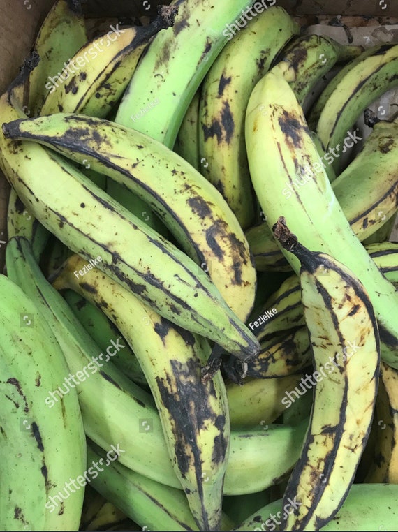 Puerto Rican Plantain Banana Tree lupon.gov.ph