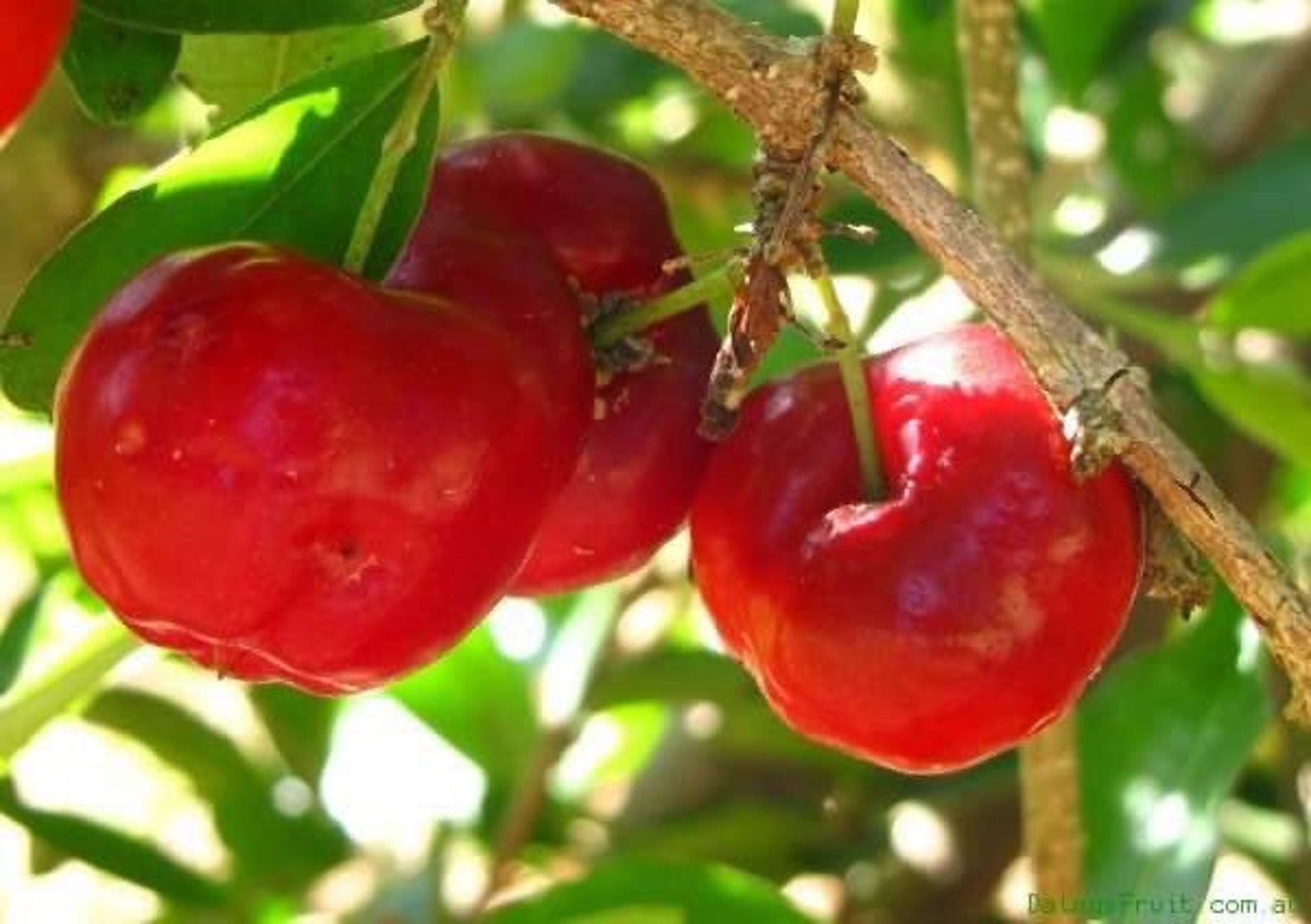 Acerola Ulmf