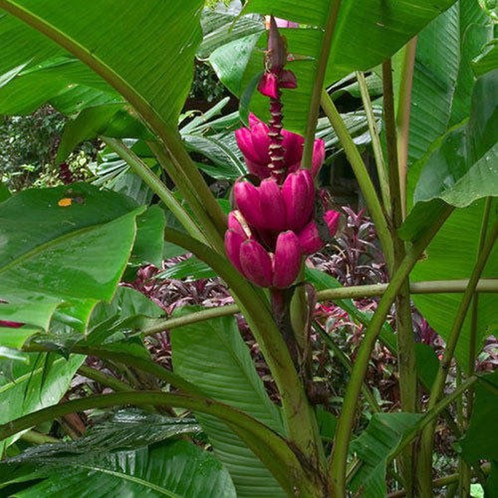 Rare red banana plant. 10in to 2 ft Etsy