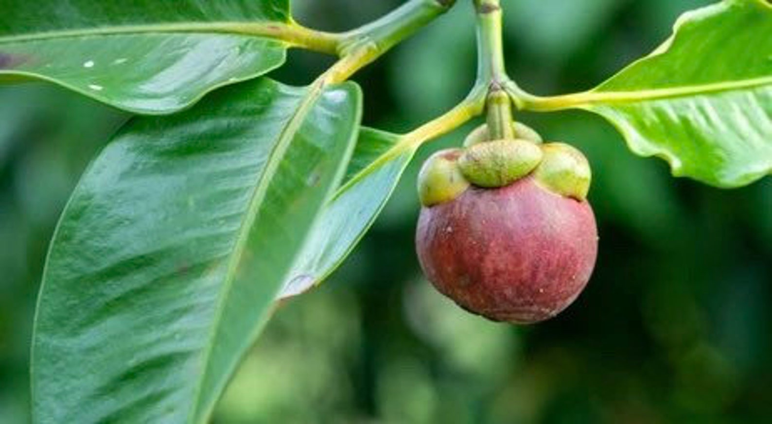 Purple Mangosteen Live Fruit Plant 10in to 18inch Etsy