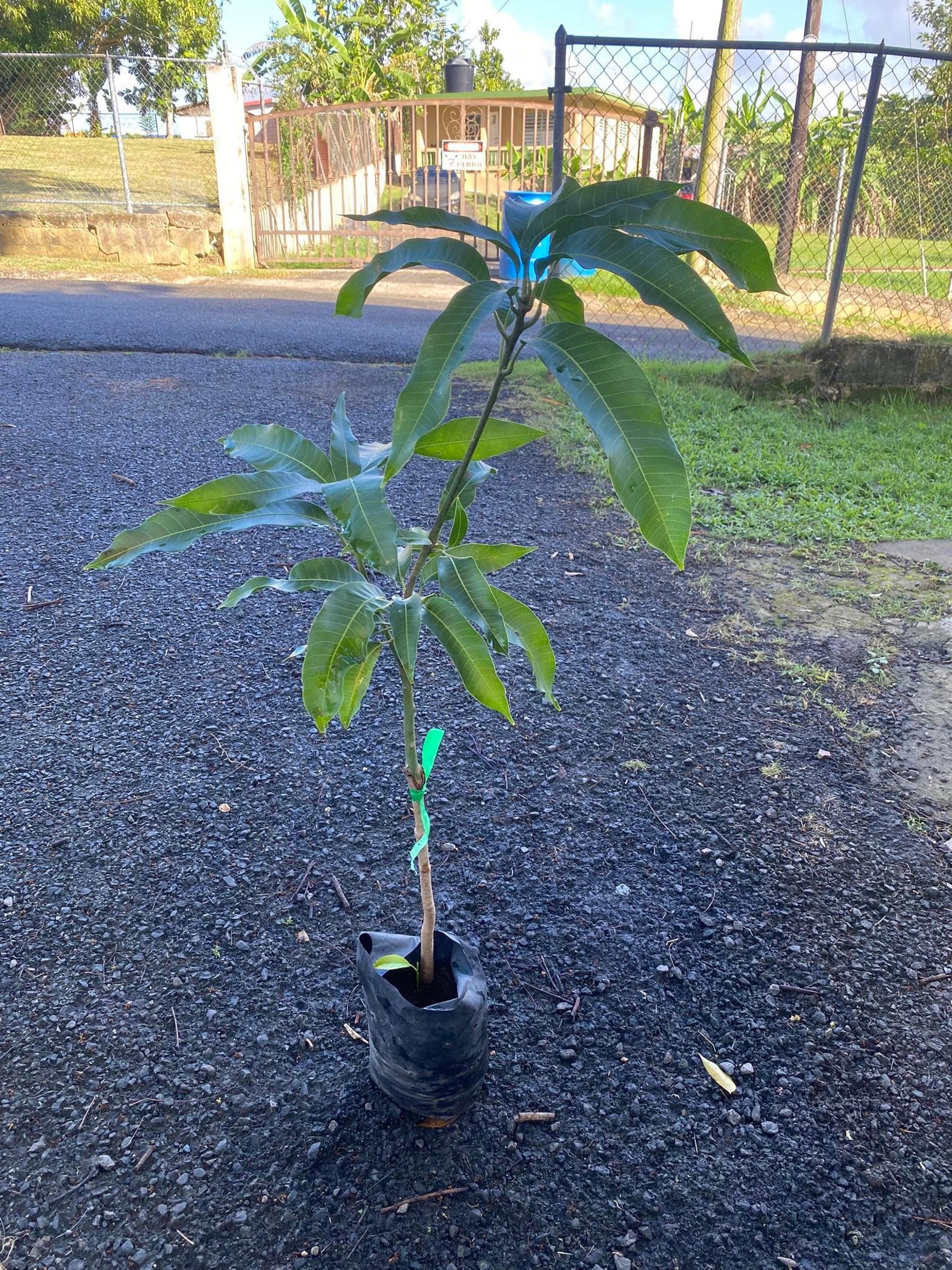 Grafted 34 Ft Ataulfo Mango mangifera Live Fruit Tree Etsy