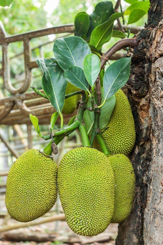 Jack Fruit artocarpus Heterophyllus Live Fruit Tree 10 Inch - Etsy