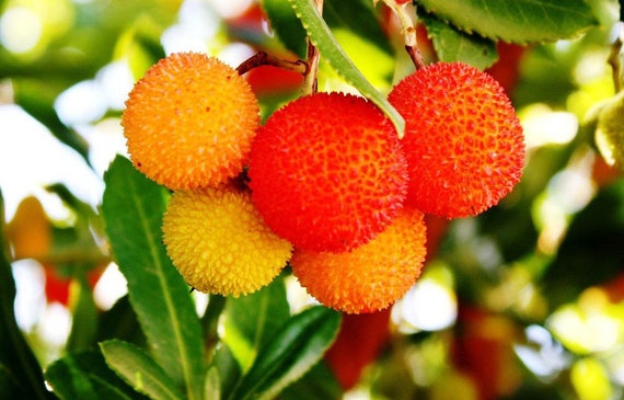 Madroño arbutus Unedo Live Fruit Tree 10in to 2 Ft - Etsy