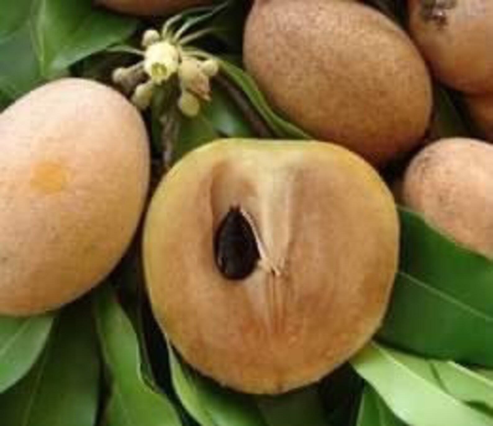 Grafted Nispero Manilkara huberi Tropical Live Fruit Tree Etsy Österreich