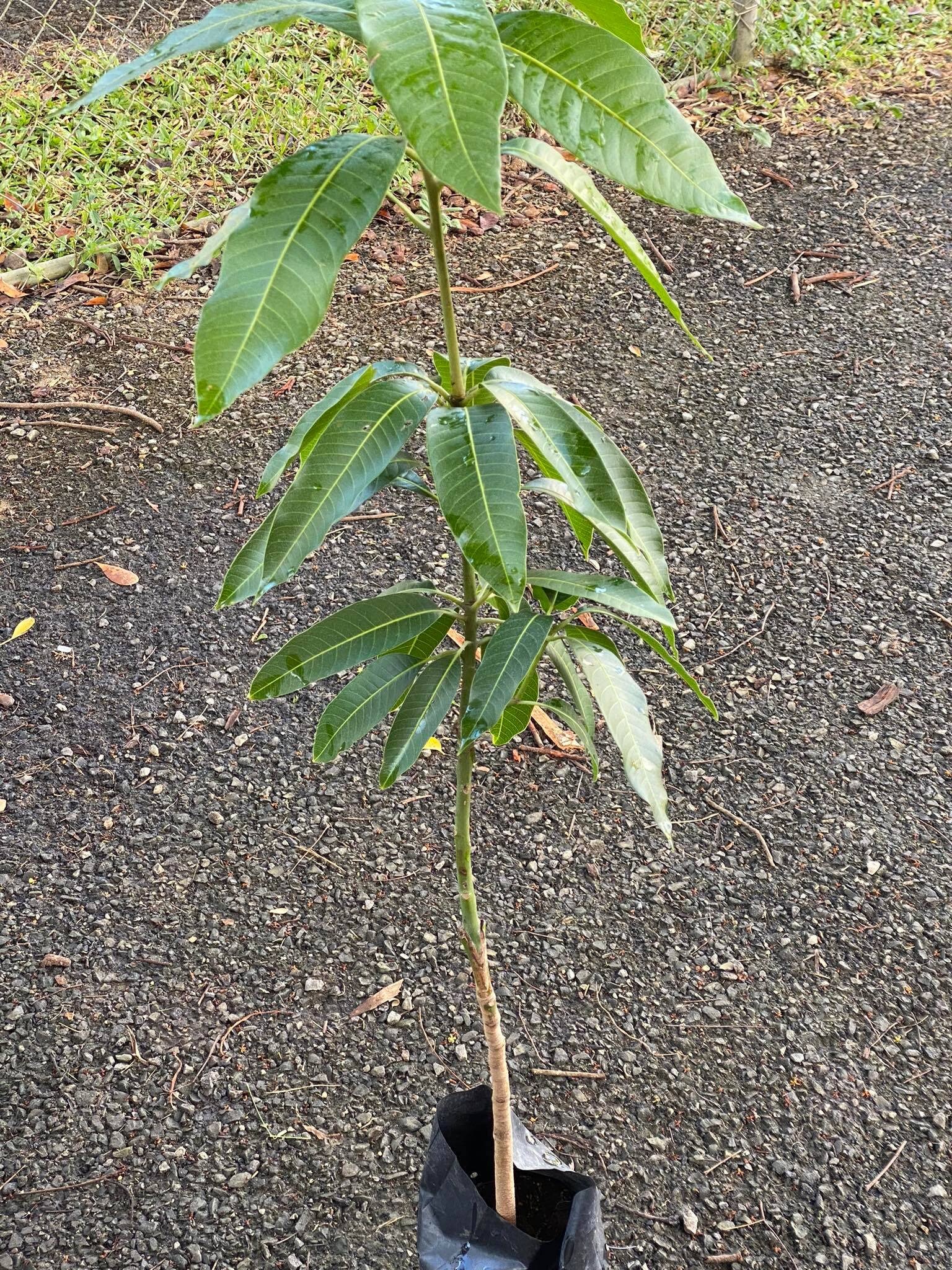 Young Mango Tree