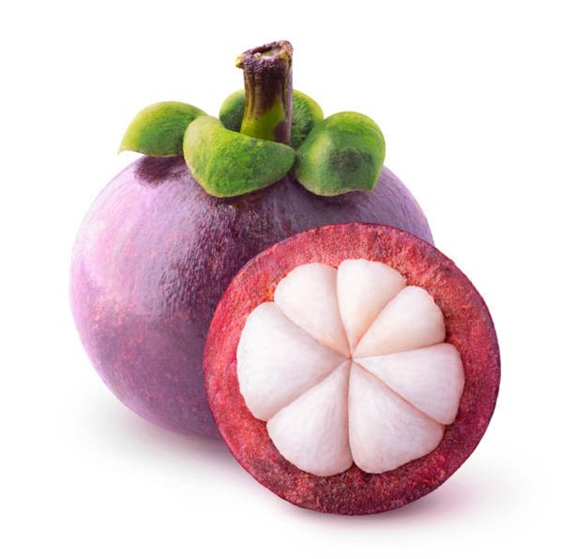 Purple Mangosteen live fruit plant 10in to 18inch Etsy