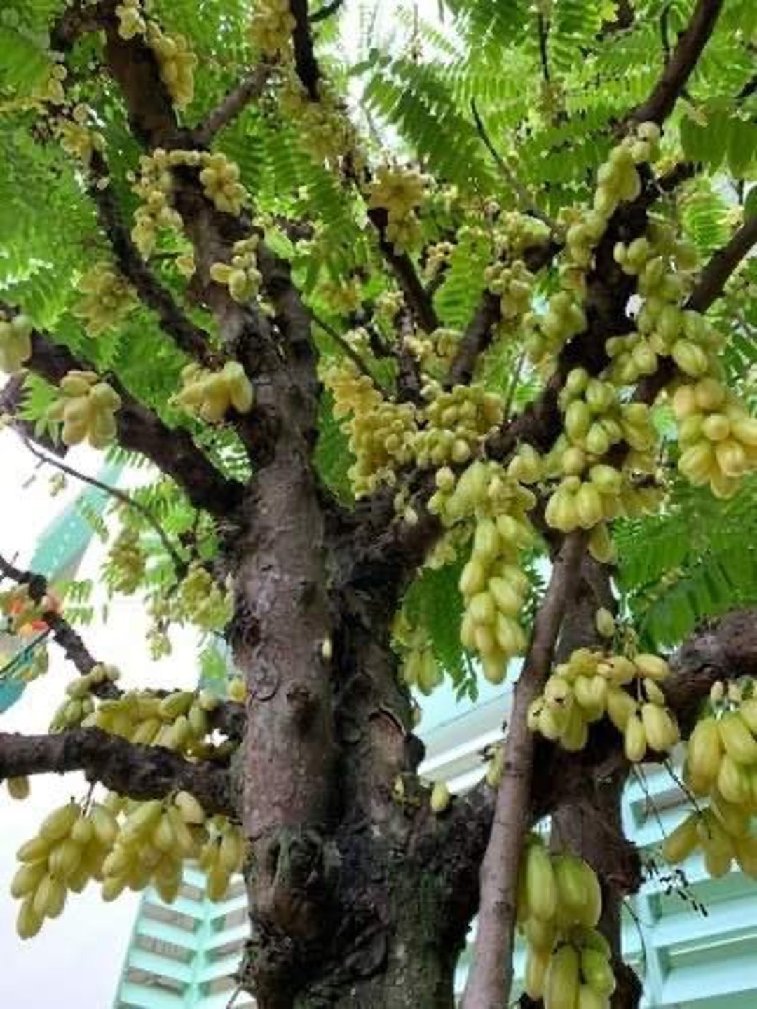 2x Bilimbi averrhoa Bilimbi Chinese Gooseberries grosella - Etsy Hong Kong 2x Bilimbi averrhoa Bilimbi Chinese Gooseberries grosella - Etsy Hong Kong