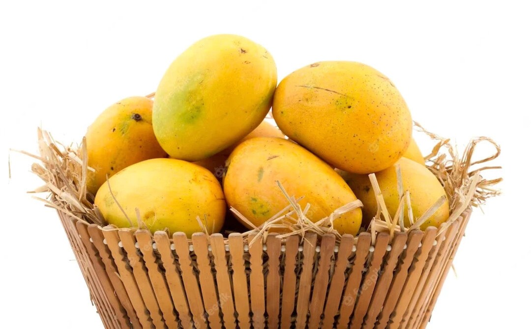 Banganapalli mangifera Indica Banganapalle Mango Live Fruit Seedling Etsy