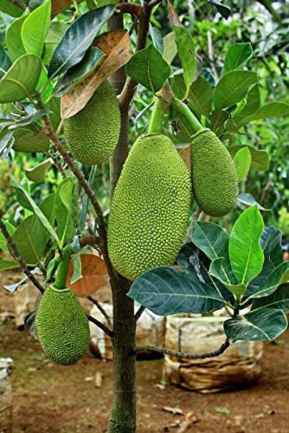 Grafted jackfruit tree 2 ft tall ship in pot www.xeducacional.srv.br