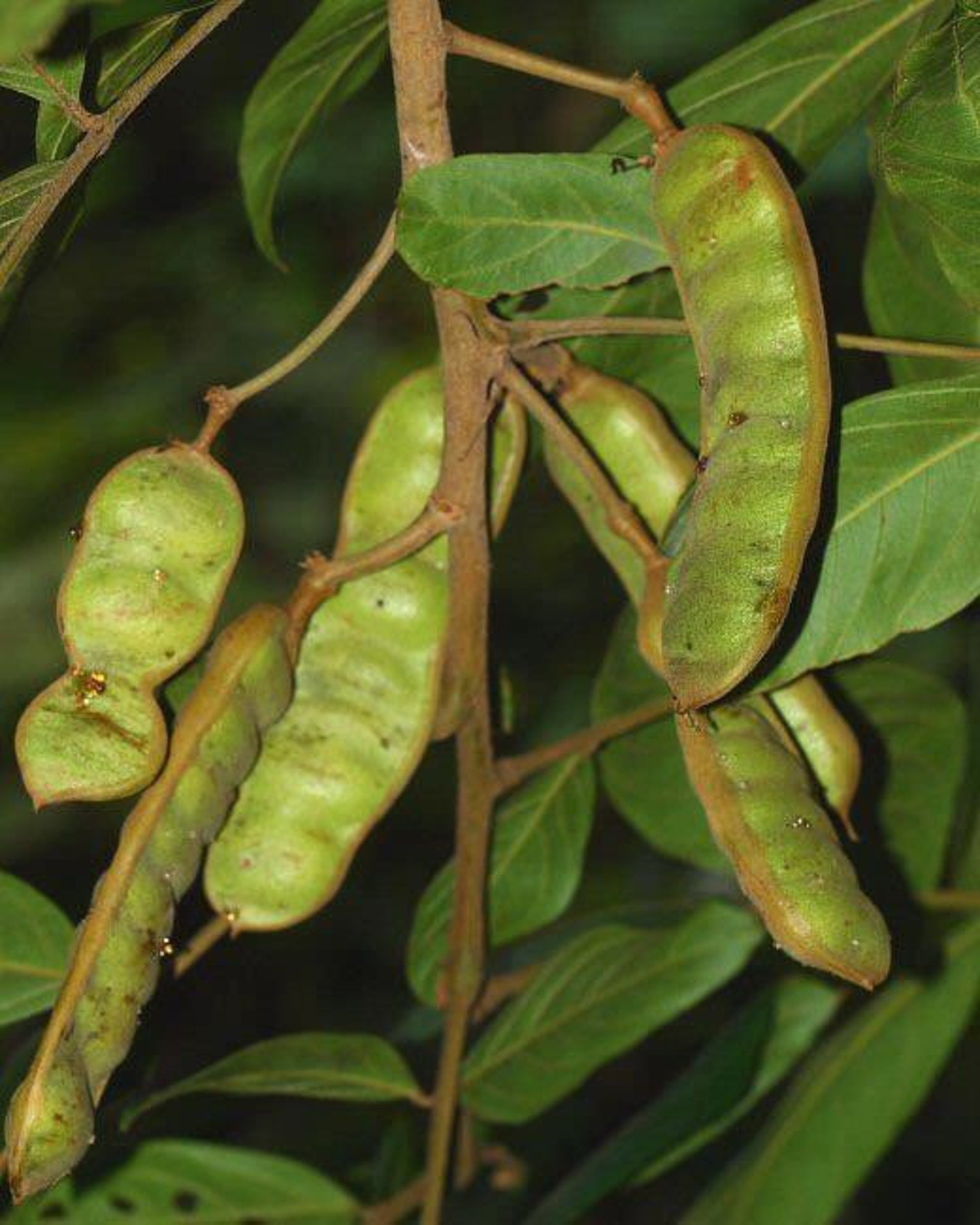 Guama ice cream beanplant small live fruit tree 10in to 2 Etsy