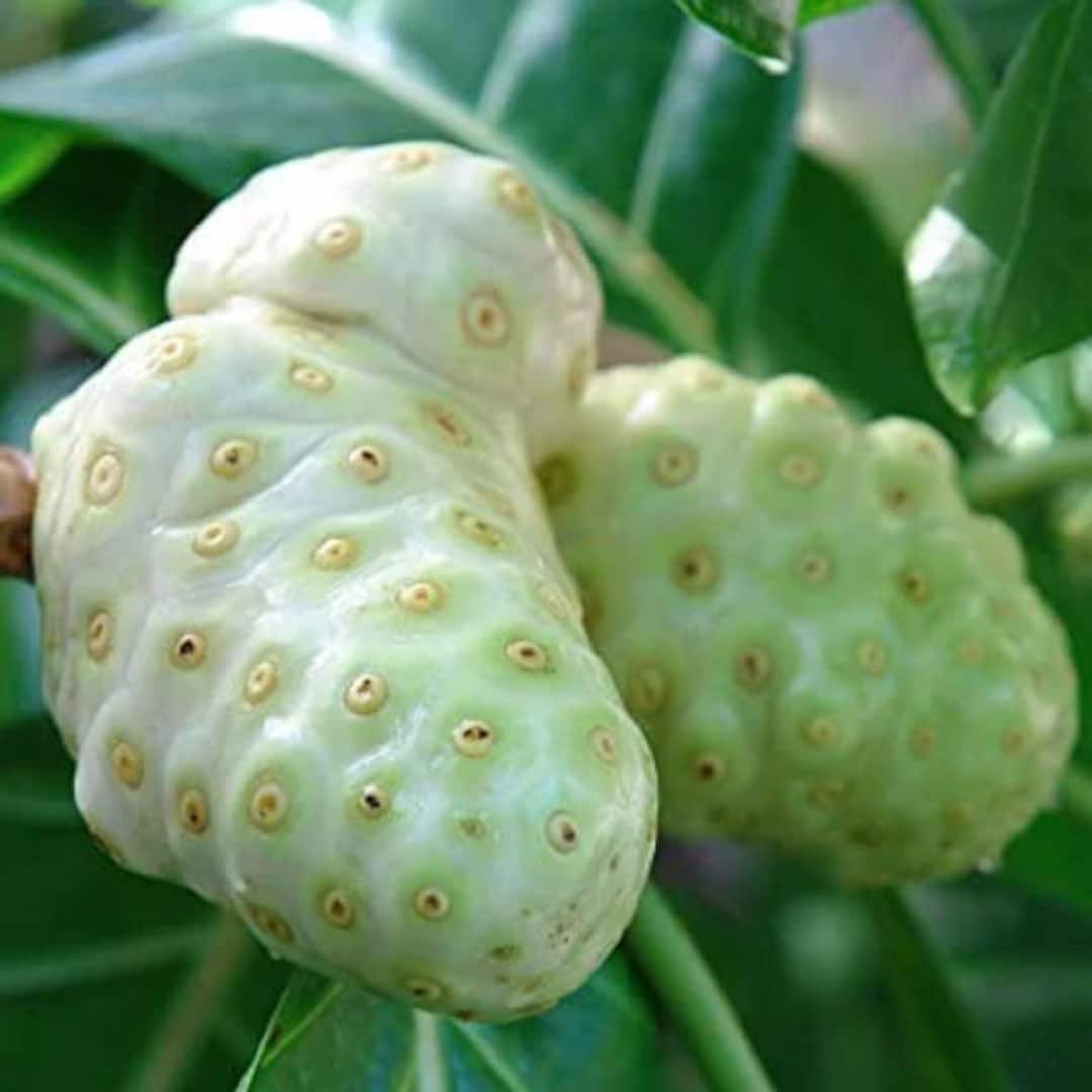 Noni Indian Mulberry hawaiian Morinda Citrifolia Live Fruit Etsy