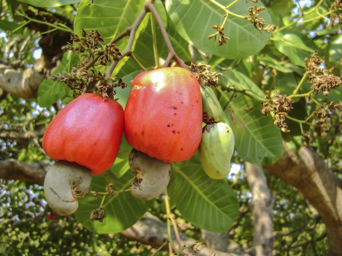 Noix de cajou Arbre fruitier tropical. 6 pouces 2 pi Etsy Noix de cajou Arbre fruitier tropical. 6 pouces 2 pi Etsy