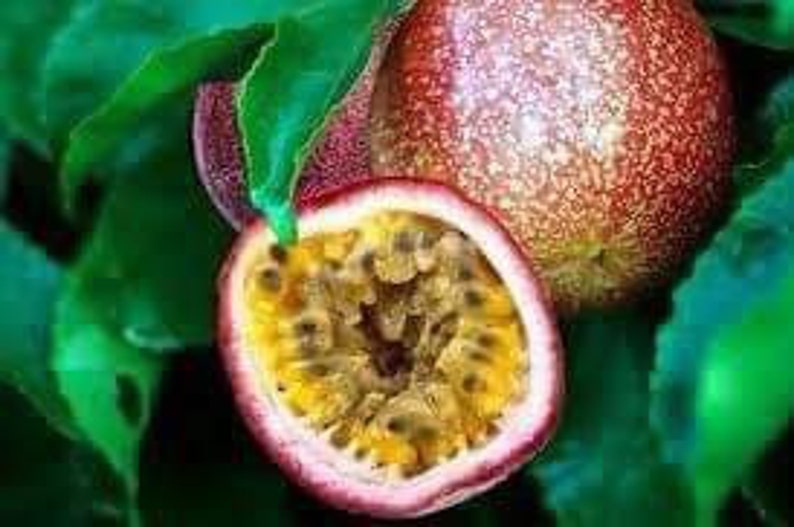 Red passion fruit plant 10in to 2 ft Etsy