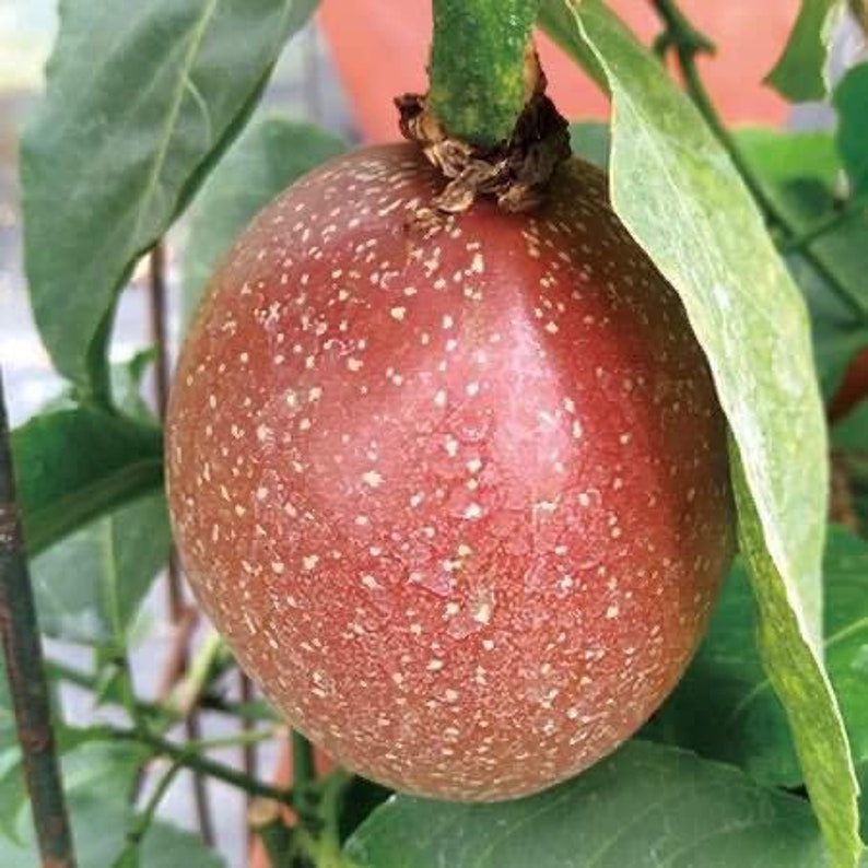 Red passion fruit plant 10in to 2 ft Etsy