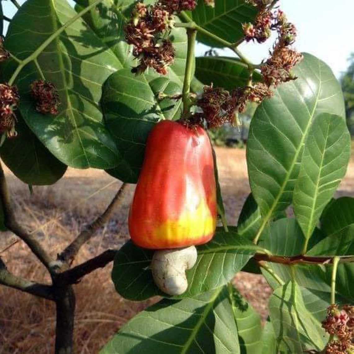 Noix de cajou Arbre fruitier tropical. 6 pouces 2 pi Etsy Noix de cajou Arbre fruitier tropical. 6 pouces 2 pi Etsy