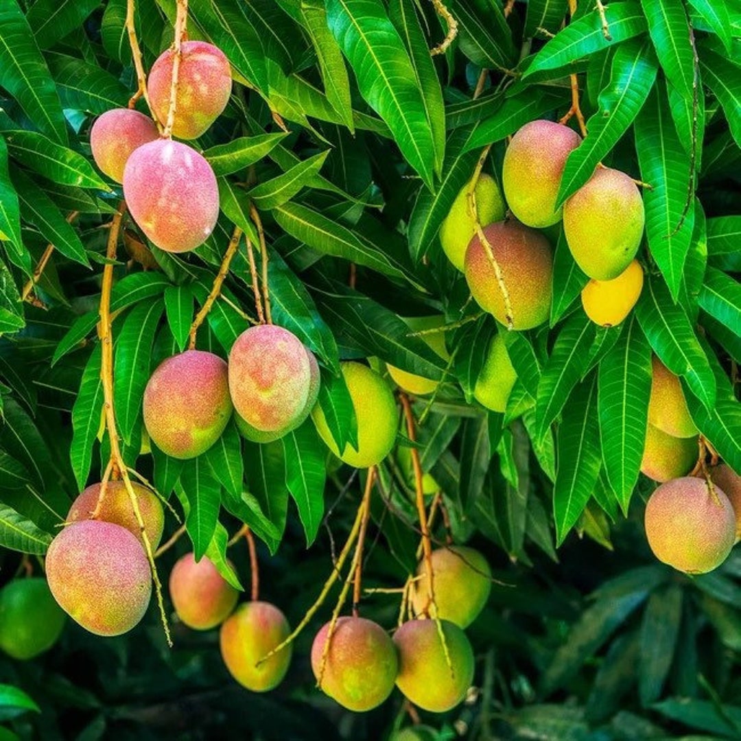 Alphonso Mango manguifera Live Fruit Tree Seedling 10in to 2 Ft Etsy