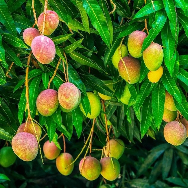 Alphonso mango live fruit tree seedling (10in to 2 ft)