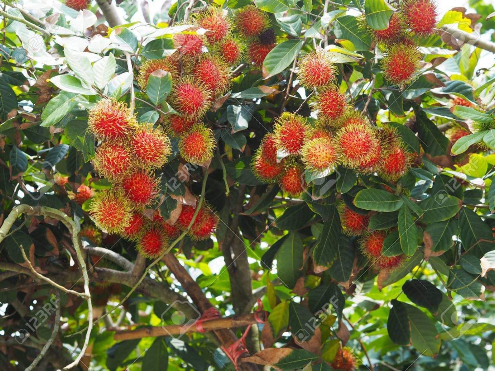 Rambutan Tropical Fruit tree 10in to 2 ft Etsy