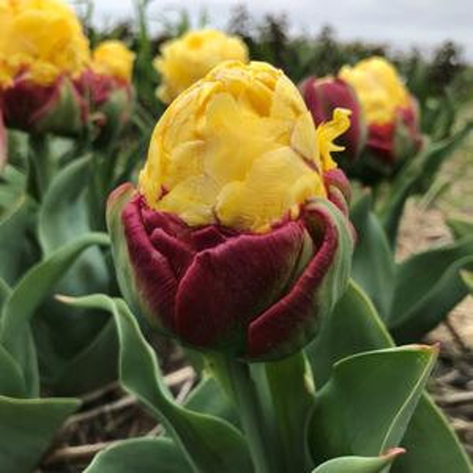 Tulip Type ICE CREAM BANANA 6 Bulbs Not seeds Etsy