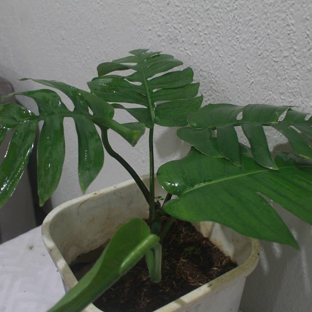 Monstera Dragon Tail Free phytosanitary | Etsy