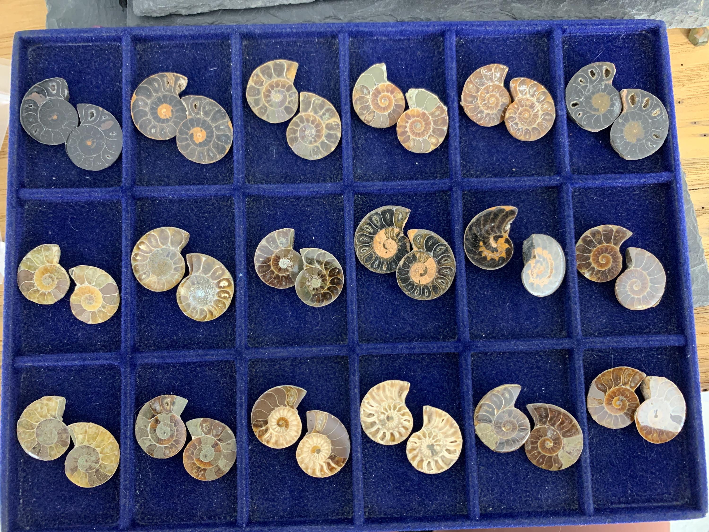 Ammonite 24 to 27mm Long - Pick your pair - Ammonite from Madagascar