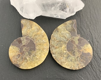アンモナイトの化石 希少 白リブ付き Aulacosphinctoides Sakaraha