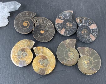 Madagascar Ammonite Pair: Natural Fossil (25-28mm)
