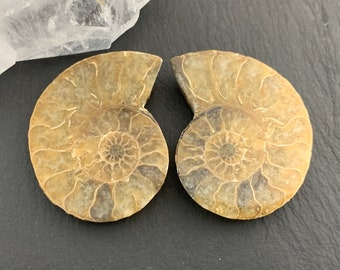 アンモナイトの化石 希少 白リブ付き Aulacosphinctoides Sakaraha