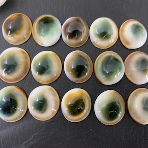May include: Fifteen circular shiva eye shell cabochons arranged in three rows of five. Each piece features a smooth, polished surface with a central dark green spiral pattern surrounded by a creamy white and tan outer ring, showcasing natural variations.