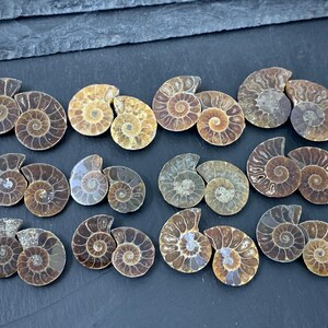 May include: A selection of fossilised ammonite shells, displaying a range of colours from light tan to dark brown. The spiral patterns are clearly visible, with each shell cut in half. The shells are arranged on a dark surface, showcasing their intricate details.