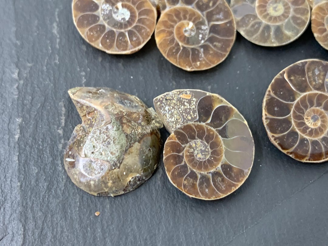 Ammonite 22 to 29mm Long - Pick Your Pair - Ammonite From Madagascar ...