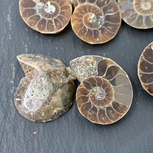 Ammonite 22 to 29mm Long - Pick your pair - Ammonite from Madagascar