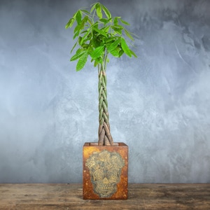 Könnte beinhalten: Geflochtener Geldbaum in einem dekorativen quadratischen Topf. Der braune Topf hat ein goldfarbenes Totenkopf-Design. Die Pflanze hat leuchtend grüne Blätter. Der Topf steht auf einer Holzoberfläche. Pflanze in einem dekorativen Topf.