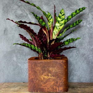 Vaso quadrado industrial em bronze com tampa artesanal com aparência de aço corten.