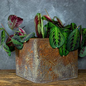 Könnte beinhalten: Eine Gebetspflanze mit grünen und burgunderfarbenen Blättern. Die Pflanze befindet sich in einem quadratischen, verwitterten, braunen Pflanzgefäß mit einem geprägten Design. Der Pflanztopf steht auf einer Holzoberfläche vor einem grauen Hintergrund.
