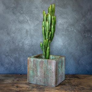 Könnte beinhalten: Ein hoher, grüner Kaktus mit mehreren Stämmen steht in einem quadratischen, strukturierten Topf mit verwittertem Aussehen. Der Topf hat vertikale Linien und eine Mischung aus Grün- und Brauntönen. Der Hintergrund ist ein meliertes Grau, und die Basis ist eine Holzoberfläche.