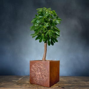 May include: A small, green-leafed plant in a square, brown pot. The pot features an etched design of a seated figure under a tree. The plant's trunk is slender and brown, and the leaves are a vibrant green.