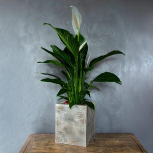 Può includere: Una pianta di giglio della pace con foglie verde scuro e un singolo fiore a spatola bianco, piantata in un vaso quadrato in cemento grigio chiaro con motivi floreali quadrati in rilievo sugli angoli superiori di ogni lato visibile.