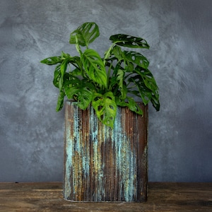 May include: A vibrant green plant with unique hole-filled leaves sits in a tall, rectangular planter. The planter has a textured, weathered appearance with vertical lines and a mix of brown, blue, and green colors, creating a rustic aesthetic.