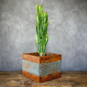 Könnte beinhalten: Ein hoher, grüner Kaktus in einem quadratischen, rustikalen Pflanzgefäß. Der Pflanztopf besteht aus verwittertem Metall mit horizontalen blauen Streifen. Der Hintergrund ist eine graue, strukturierte Wand.