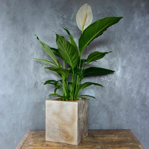 Op de afbeelding: Een lepelplant met levendig groene bladeren en een enkele witte bloem, geplant in een vierkante, lichtgekleurde betonnen plantenbak met een subtiel in reliëf aangebracht bloemmotief op de voorzijde van de pot.