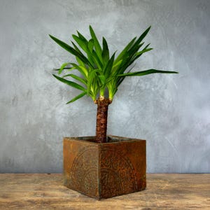 Op de afbeelding: Een groene yucca-plant met lange, puntige bladeren in een vierkante, verweerde, bronskleurige pot. De pot heeft een decoratief, reliëfpatroon. De stam van de plant is bruin en getextureerd. De achtergrond is een grijze muur.