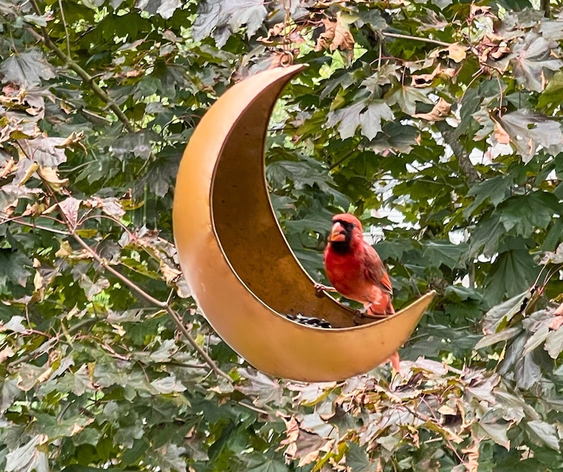 K&ouml;nnte beinhalten: Ein roter Kardinal sitzt auf einem halbmondf&ouml;rmigen Vogelh&auml;uschen aus Metall. Das H&auml;uschen h&auml;ngt an einem Ast.