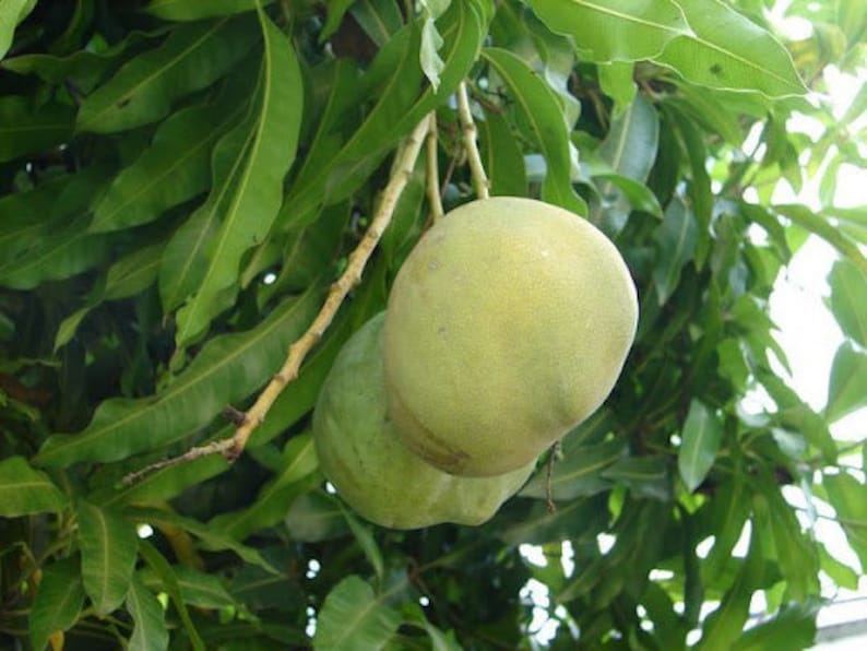 Carrie Mango Plant Carrie Mango Tree Live Mango Tree Mango Etsy