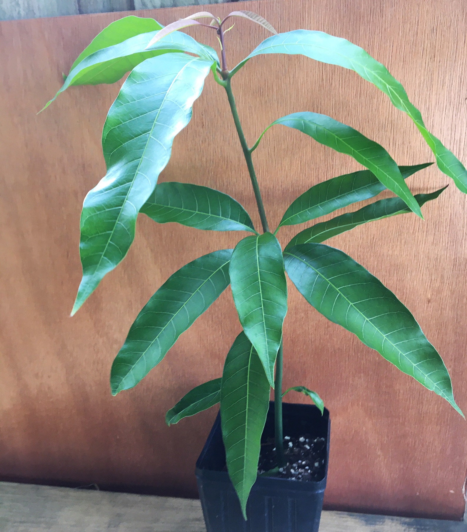 CARRIE MANGO PLANT Carrie Mango Tree Live Mango Tree Mango Etsy