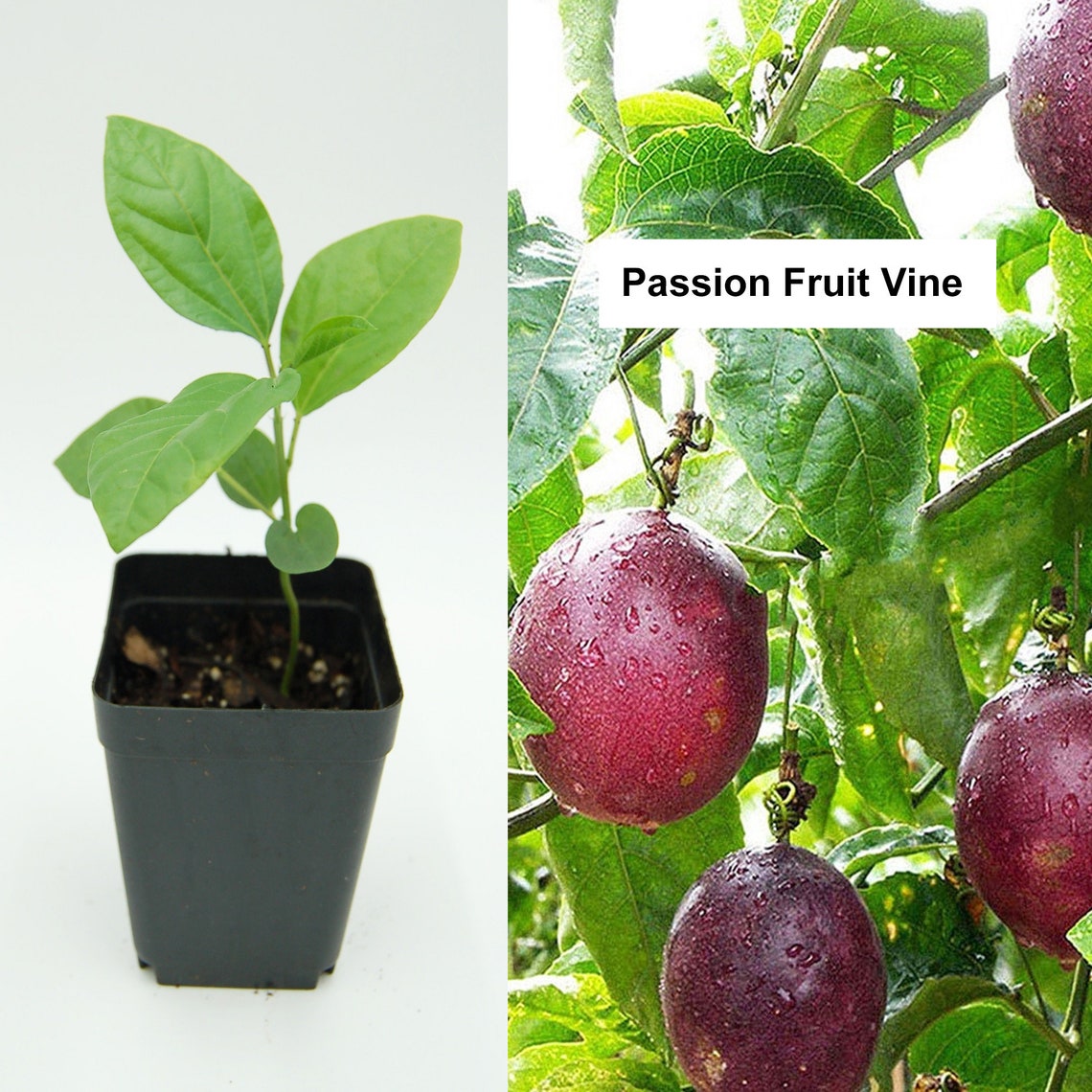 PASSION FRUIT PLANT Passion Fruit Vine Passion Flower Etsy
