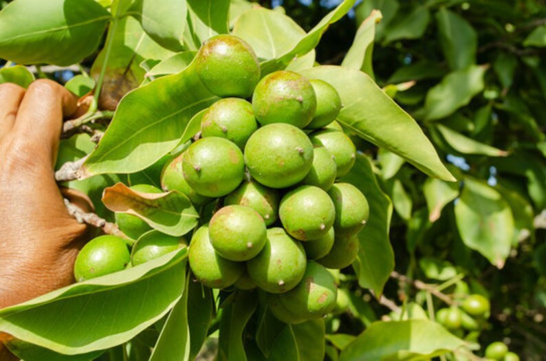 Mamoncillo Tree Spanish Lime Tree Guinep Plant NOW IN STOCK Etsy